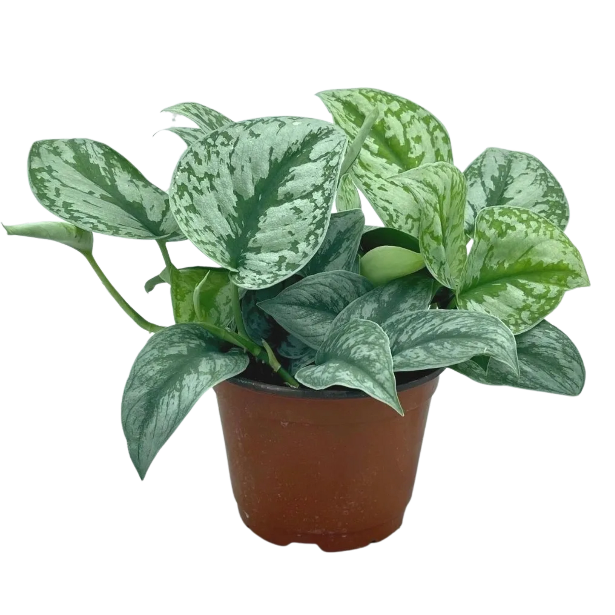 Scindapsus pictus 'Exotica' – Just One More Plant Scindapsus pictus 'Exotica' – Just One More Plant