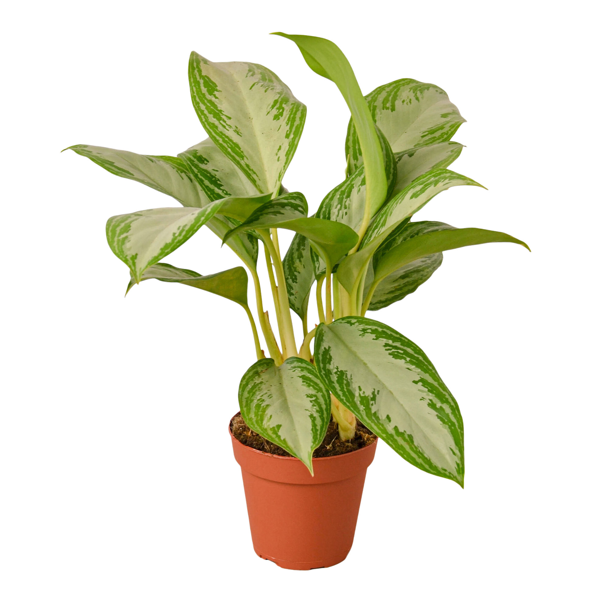 Chinese Evergreen 'Silver Bay'