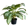 Chinese Evergreen 'Silver Bay'