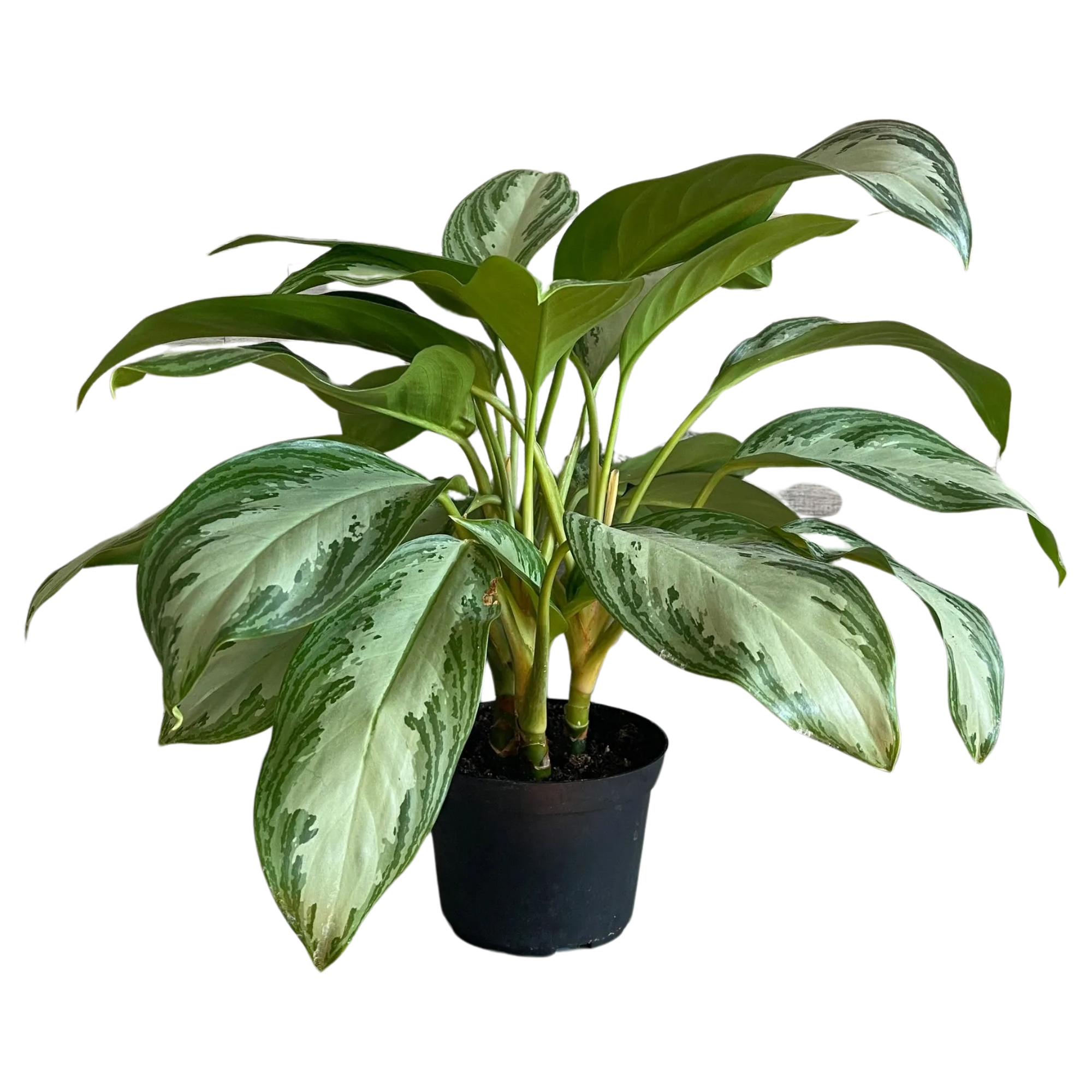 Chinese Evergreen 'Silver Bay'