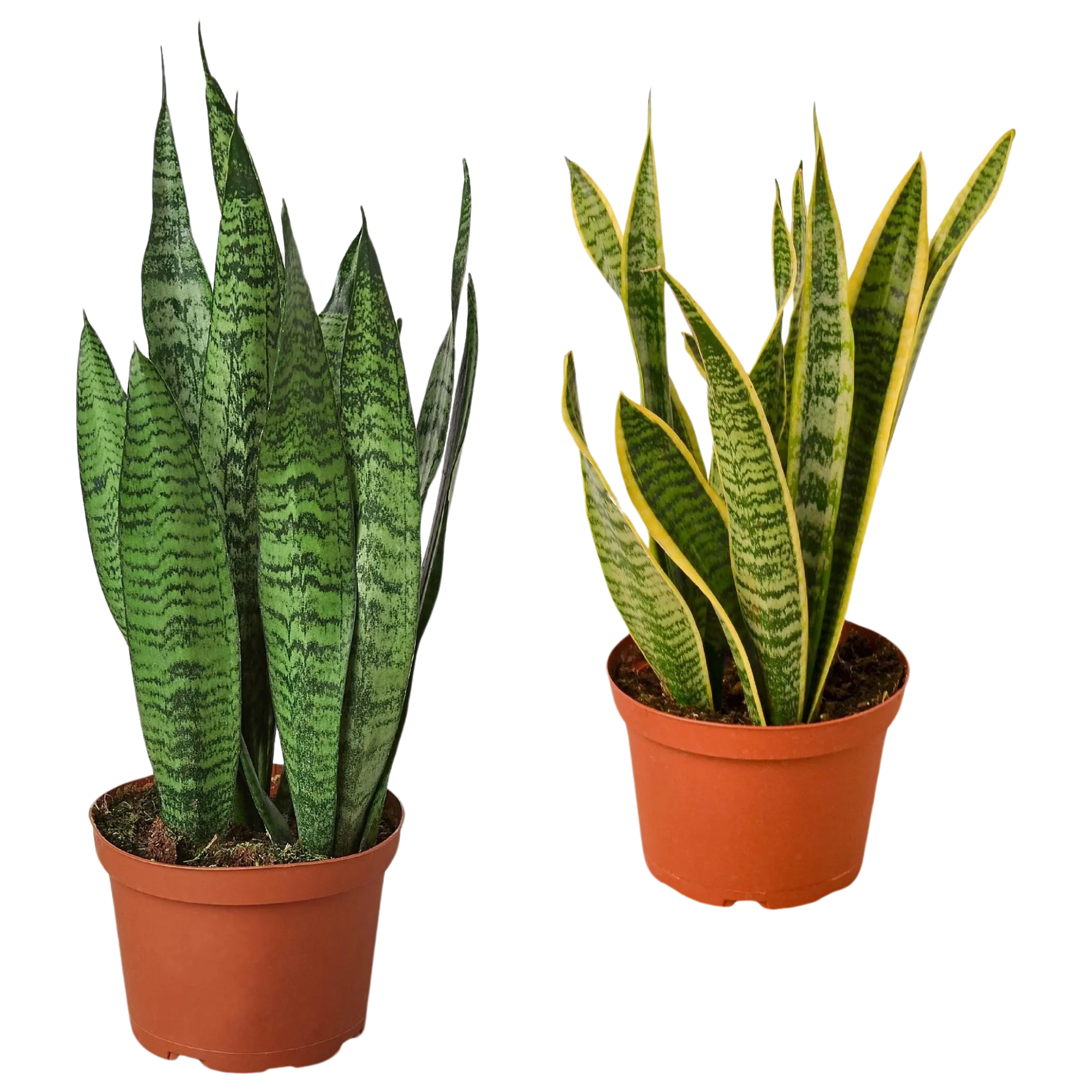 Snake Plant Variety Bundle 6" Pots