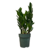 ZZ Plant, Zamioculcas Zamifolia