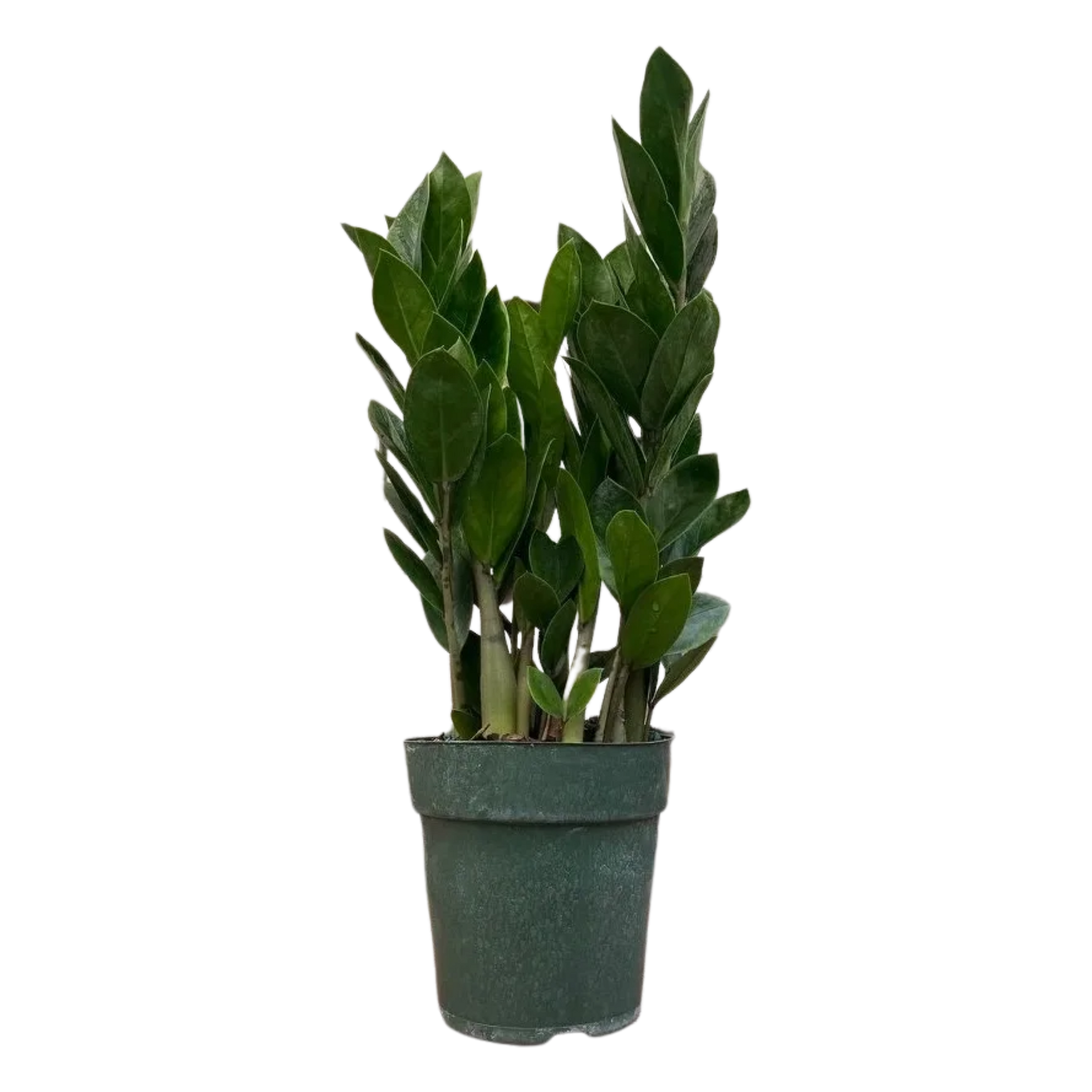 ZZ Plant, Zamioculcas Zamifolia