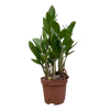 ZZ Plant, Zamioculcas Zamifolia