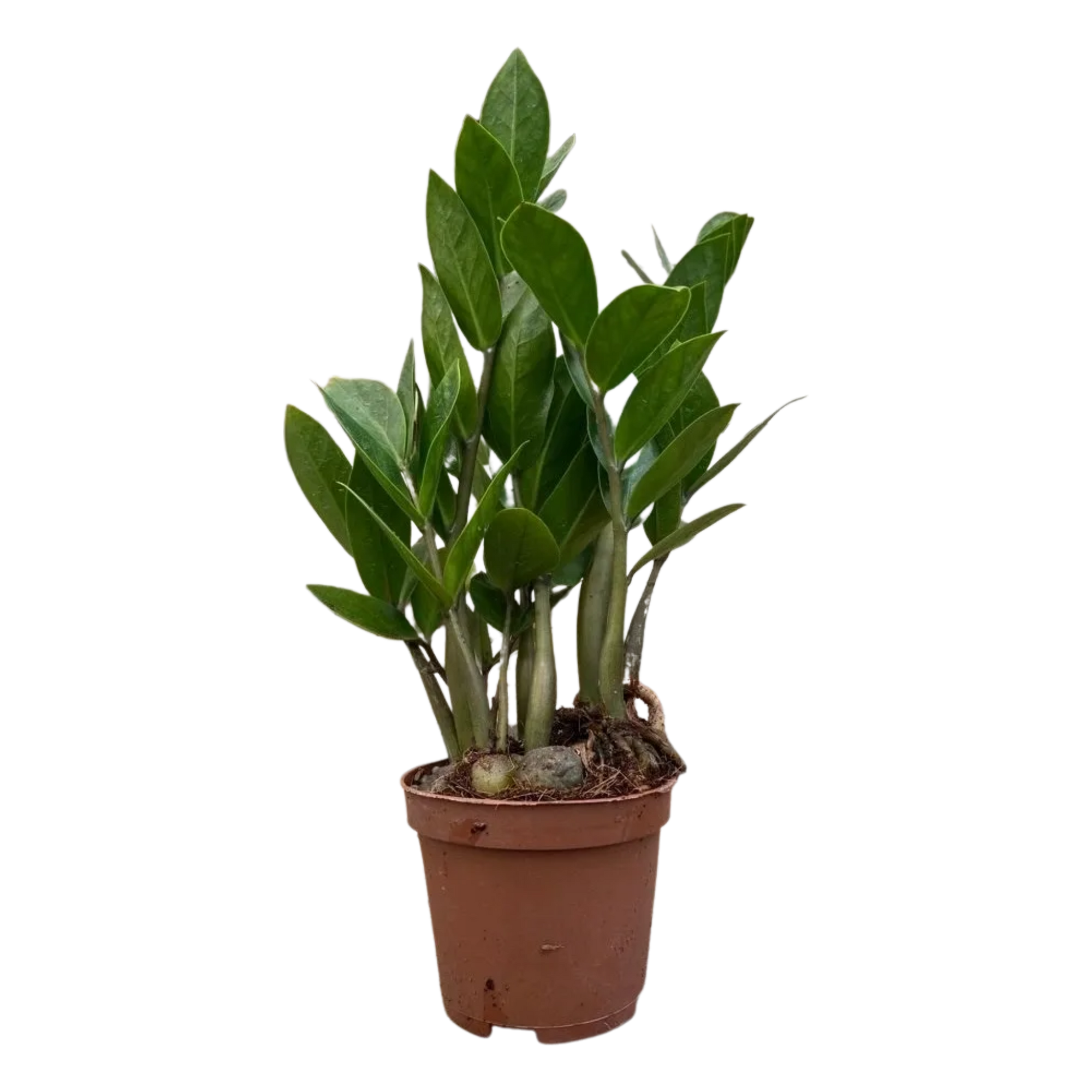 ZZ Plant, Zamioculcas Zamifolia