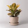 Rys Planter Pot | Rise Husk | 7"