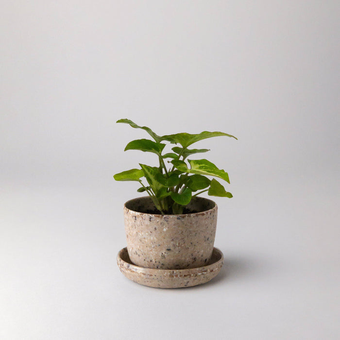 Kahve Mini Planter Pot | Coffee Husk | 3" Pot and Dish