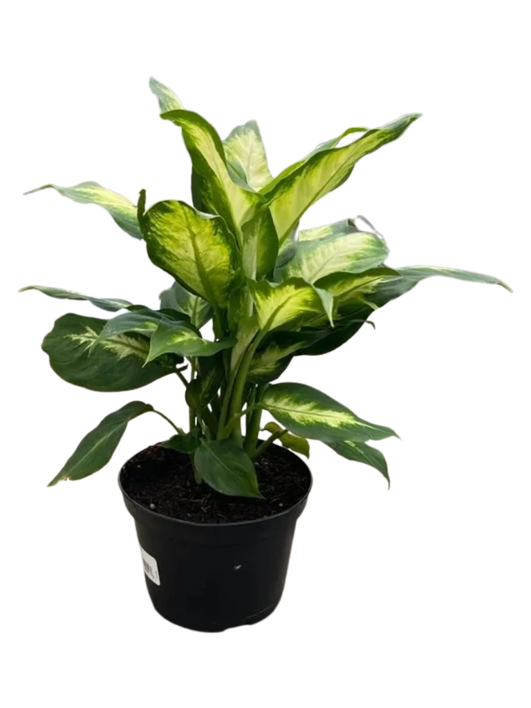 Dieffenbachia Camille