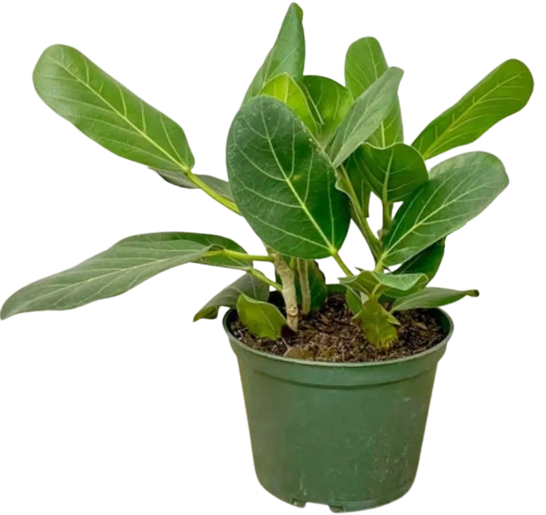 Ficus Audrey