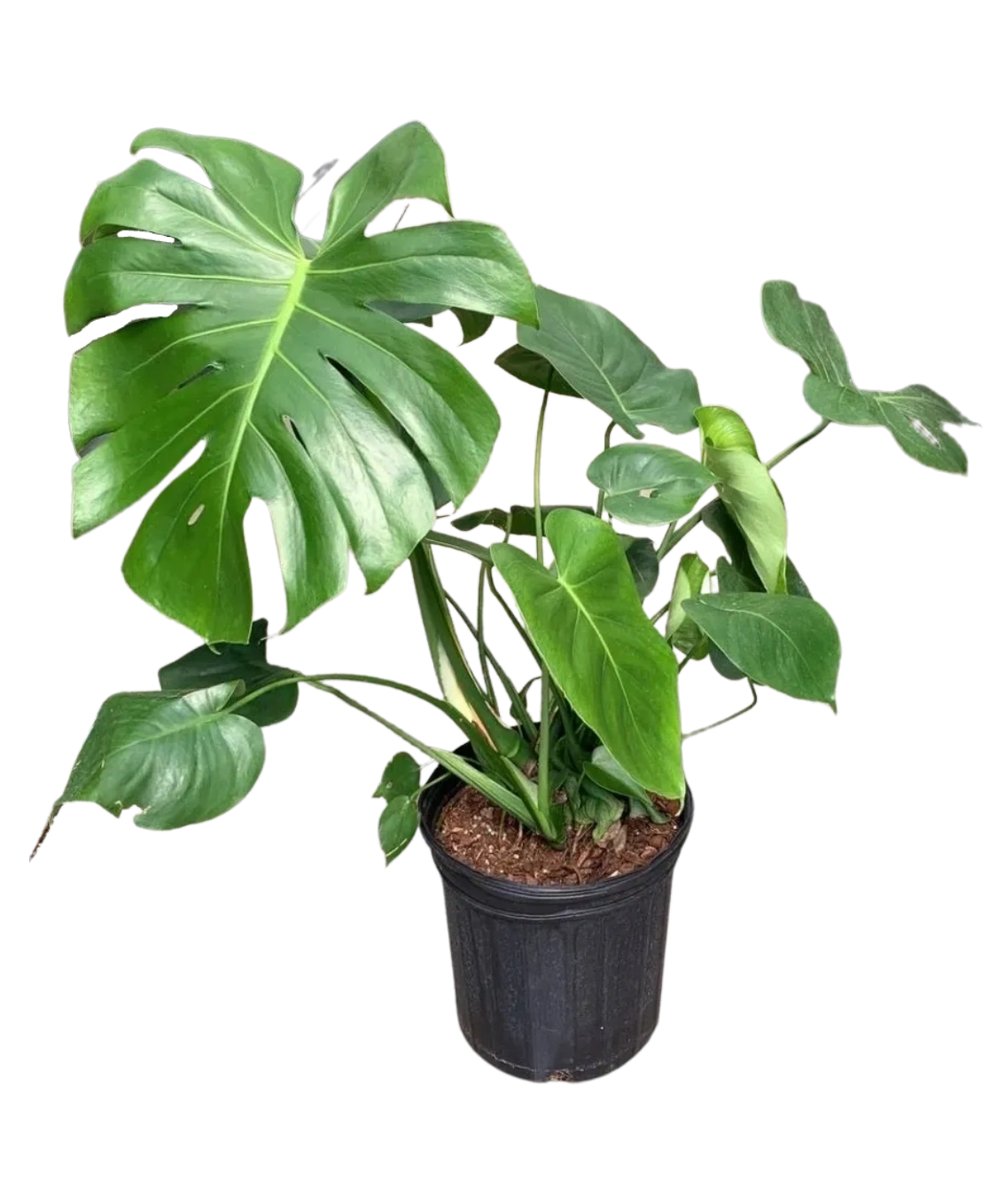 Monstera deliciosa, Swiss Cheese Plant