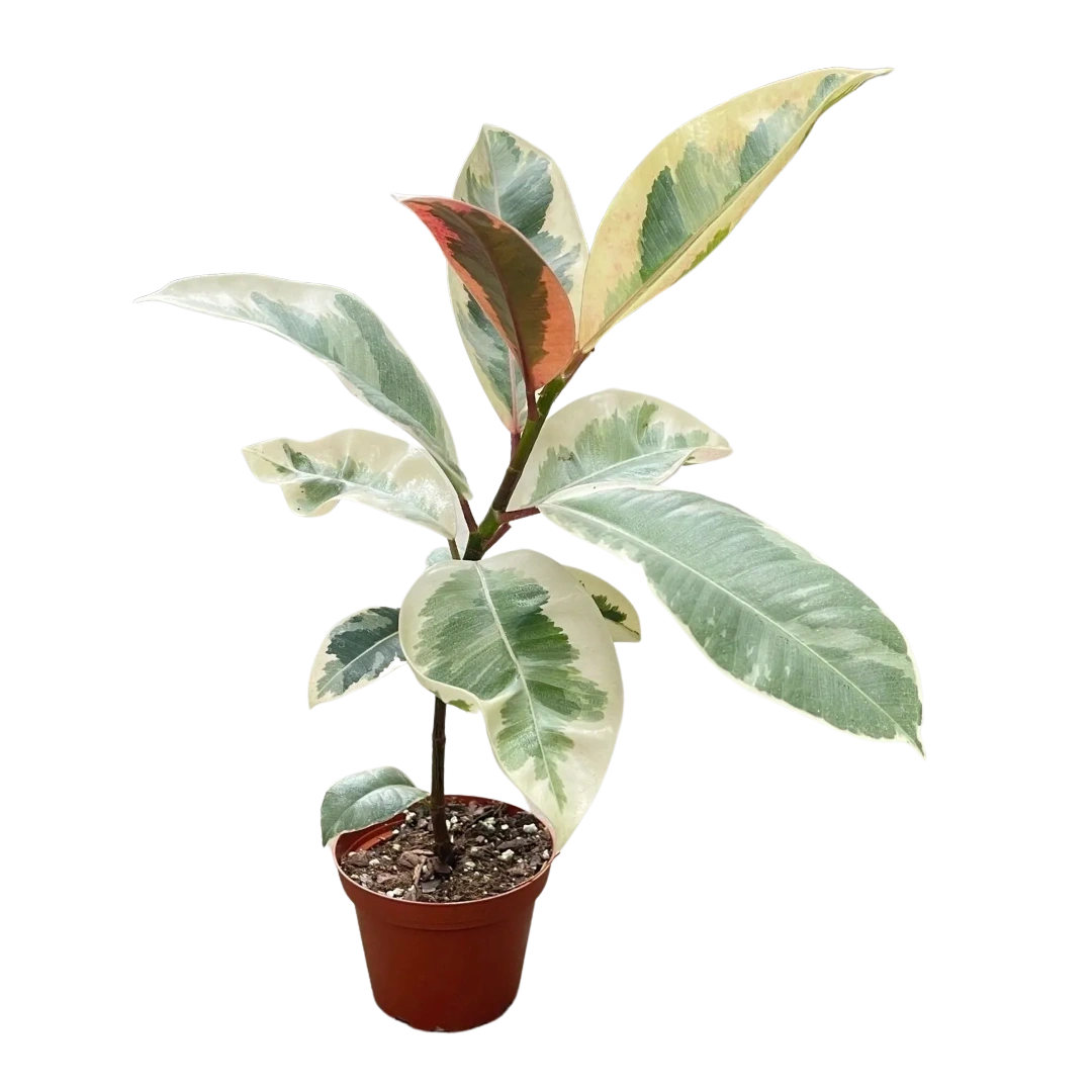 Ficus elastica 'Tineke'