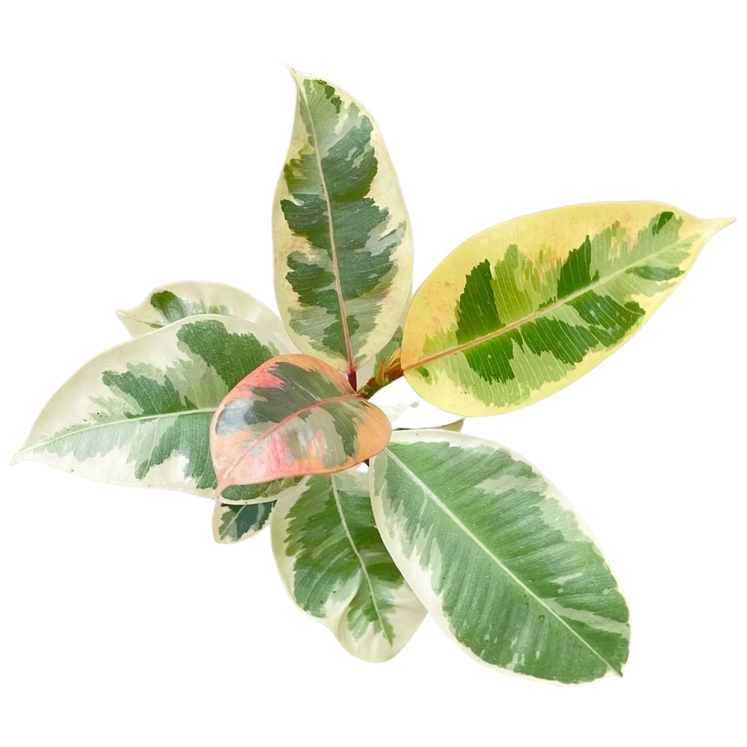 Ficus elastica 'Tineke'