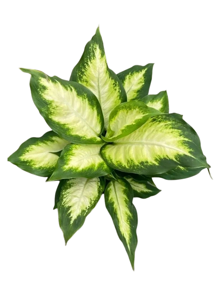 Dieffenbachia Camille