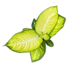 Dieffenbachia Marianne