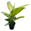 Dieffenbachia Marianne