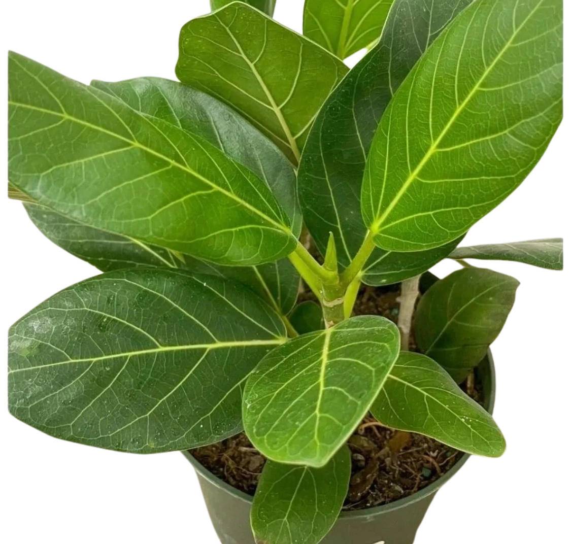 Ficus Audrey