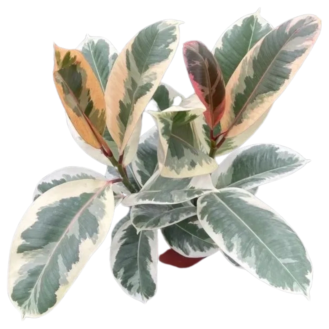 Ficus elastica 'Tineke'